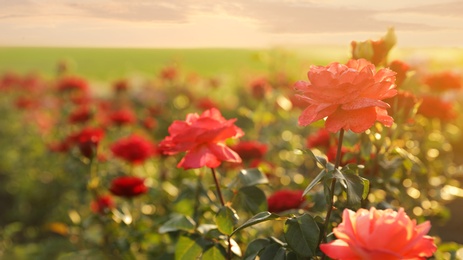 Green bush with beautiful roses in blooming garden on sunny day