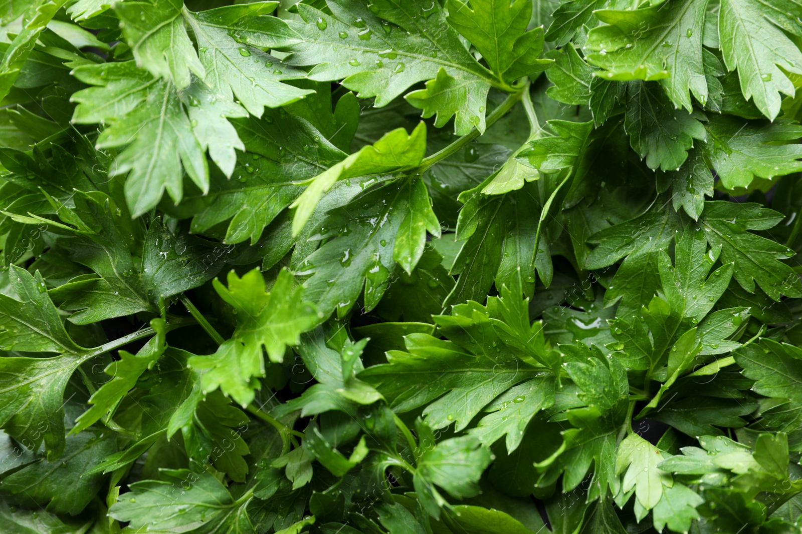 Photo of Fresh green organic parsley as background, closeup