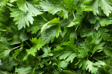 Fresh green organic parsley as background, closeup