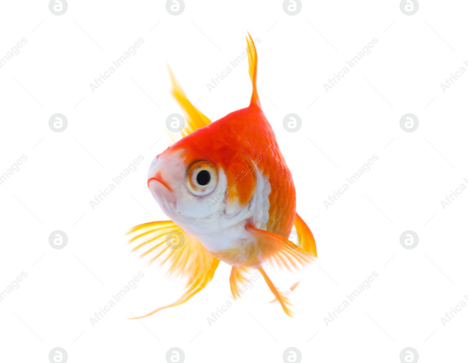 Photo of Beautiful bright small goldfish isolated on white