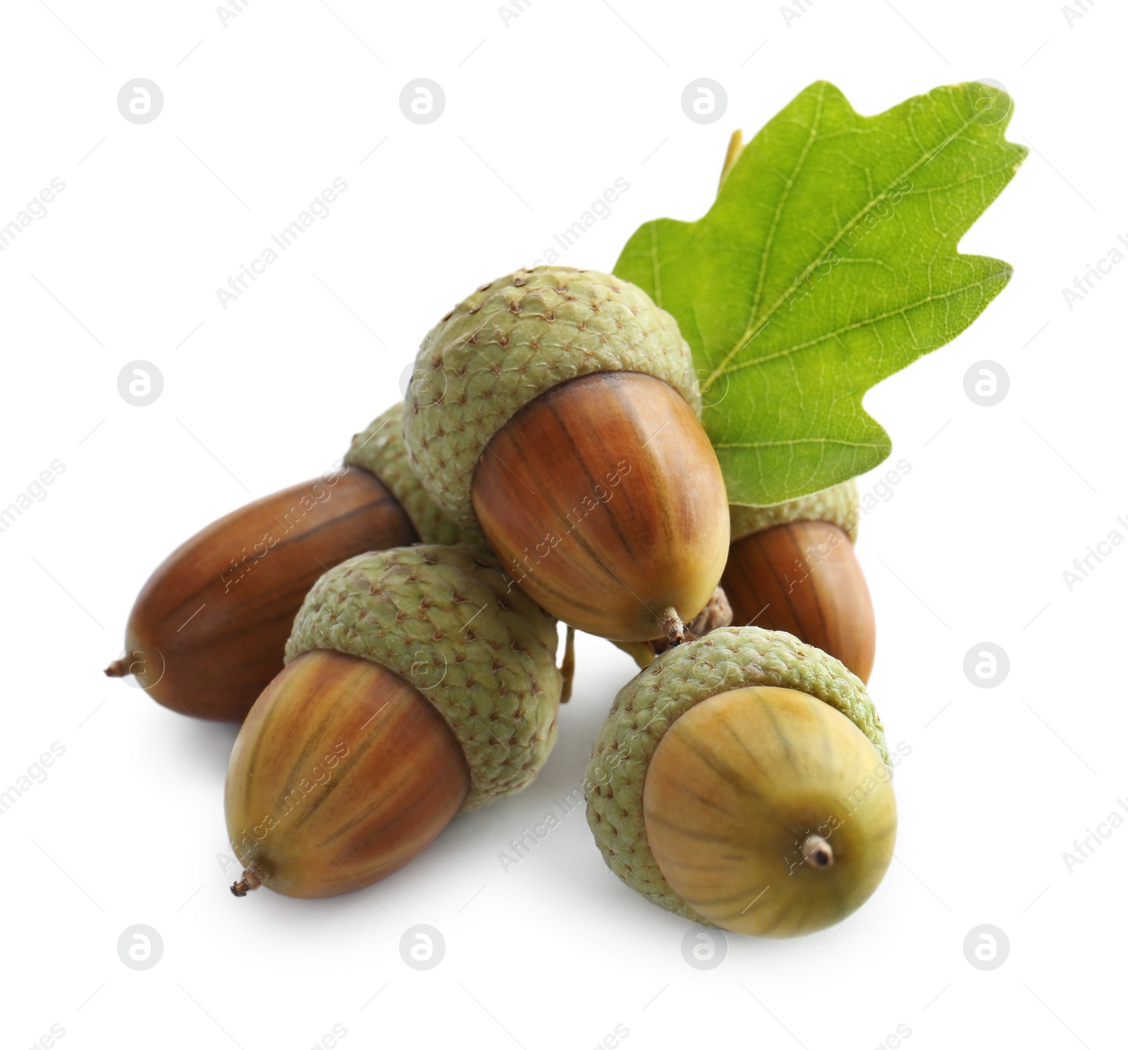 Photo of Acorns and oak leaf on white background