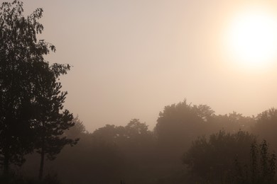 Photo of Picturesque view of trees, plants and fog outdoors on summer day