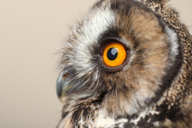 Photo of Beautiful eagle owl on beige background, closeup. Predatory bird