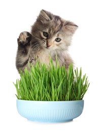 Image of Adorable kitten and ceramic bowl with fresh green grass on white background