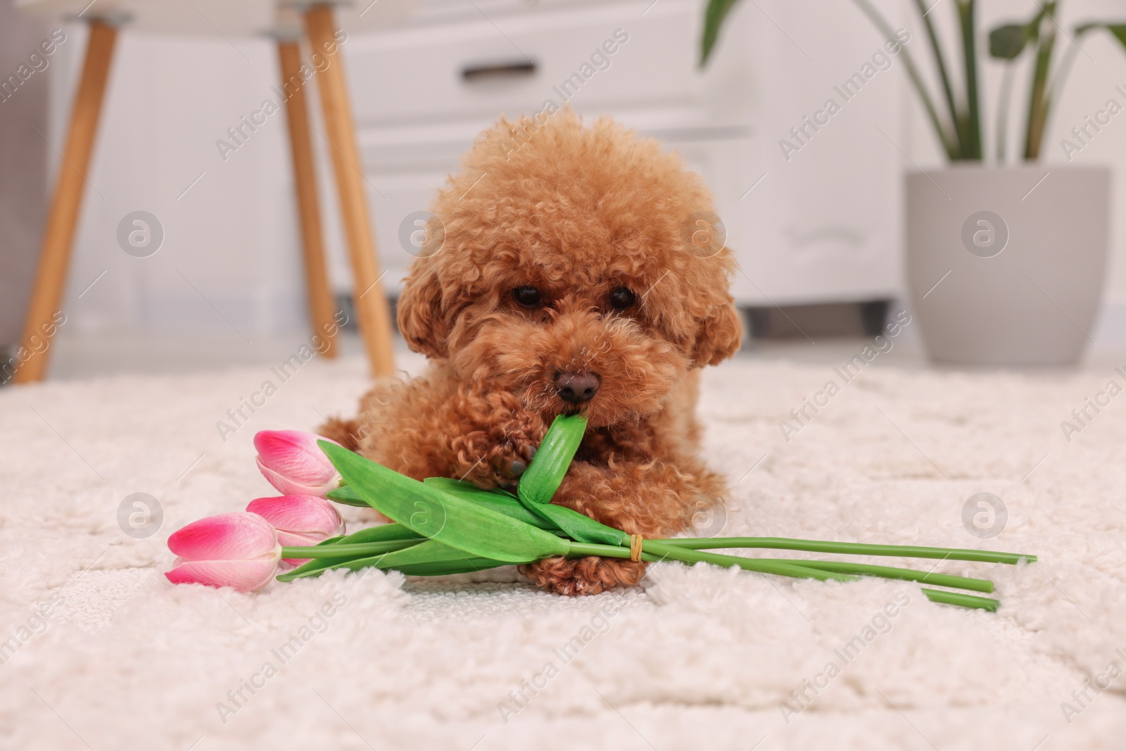 Photo of Cute Maltipoo dog with bouquet of beautiful tulips at home. Lovely pet