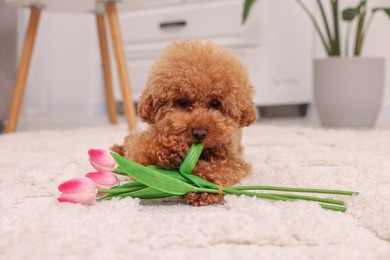 Photo of Cute Maltipoo dog with bouquet of beautiful tulips at home. Lovely pet