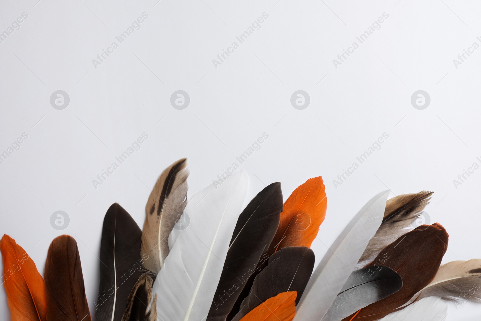 Photo of Many different bird feathers on white background, flat lay. Space for text