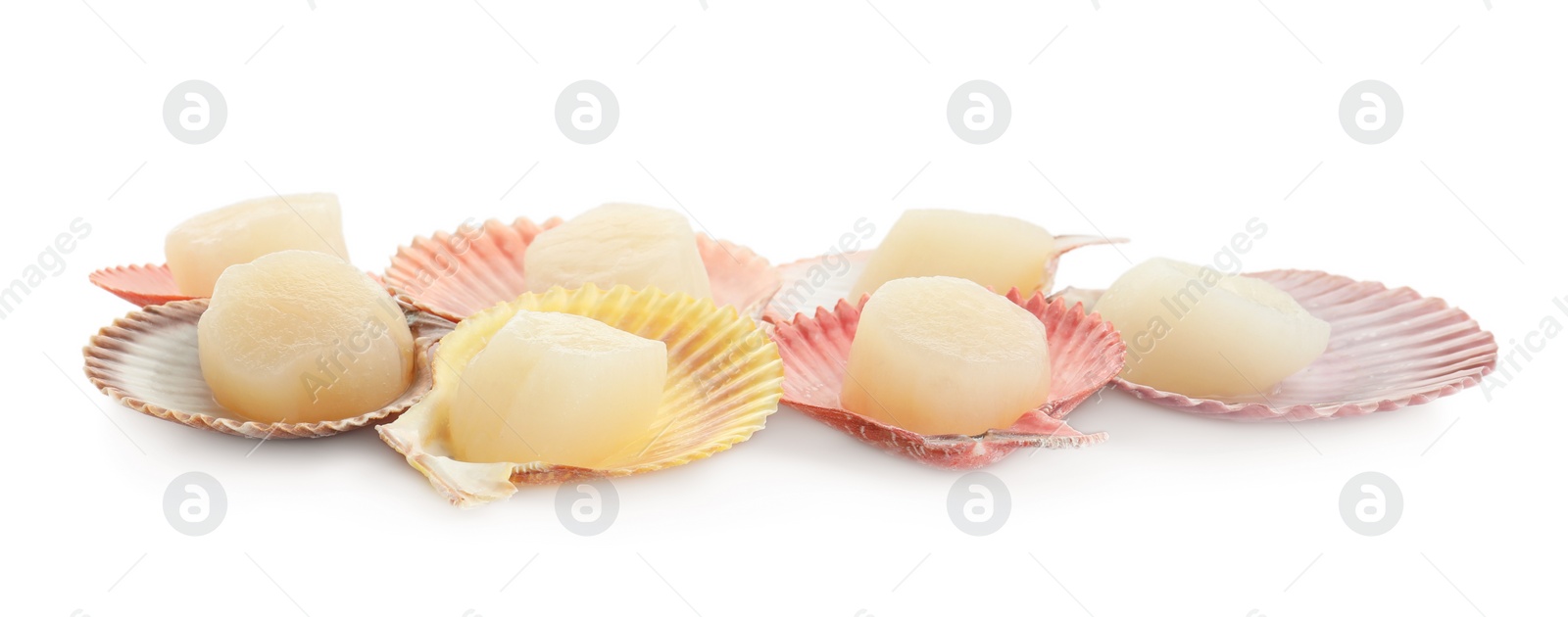 Photo of Many fresh raw scallops in shells isolated on white