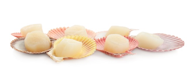 Many fresh raw scallops in shells isolated on white