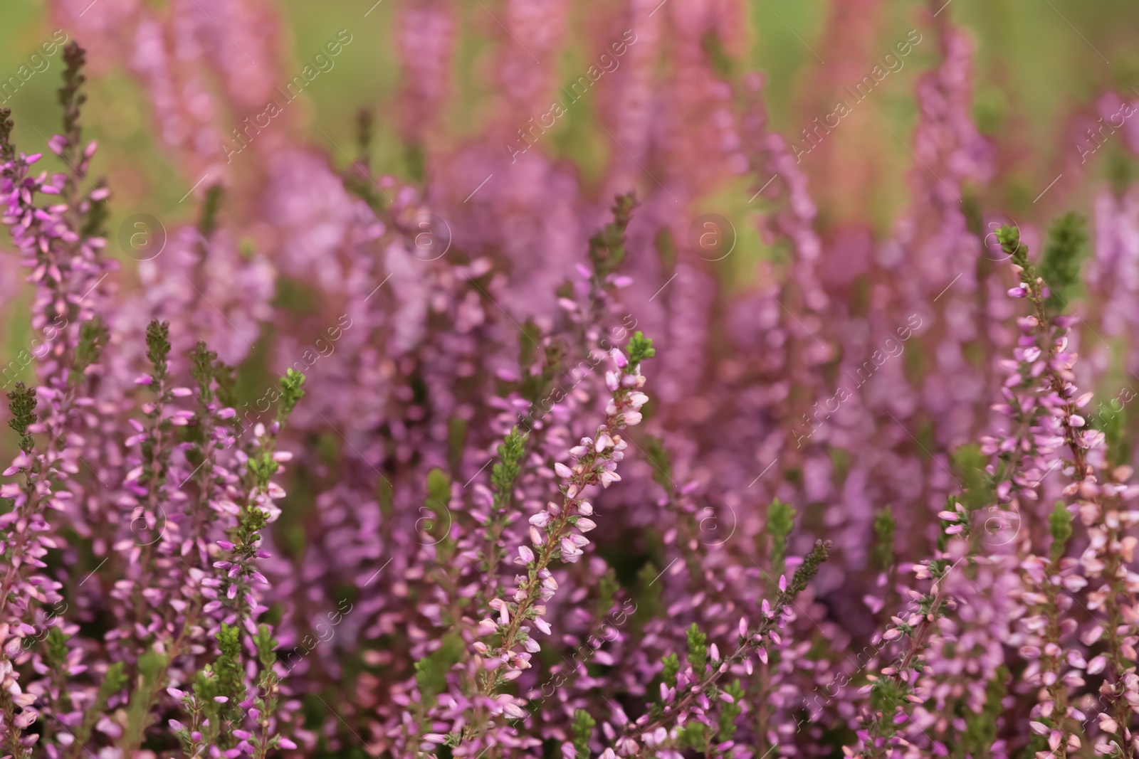 Photo of Heather shrub with beautiful flowers outdoors, closeup