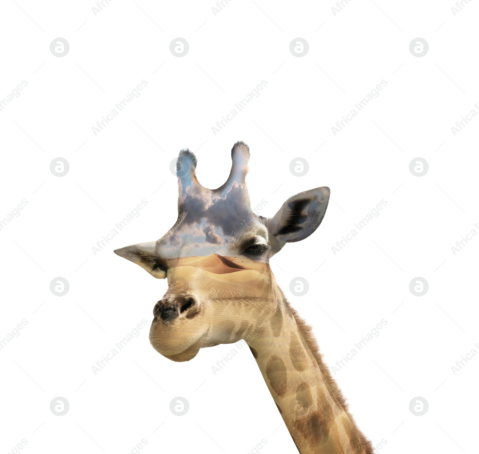 Image of Double exposure of spotted African giraffe and sandy desert