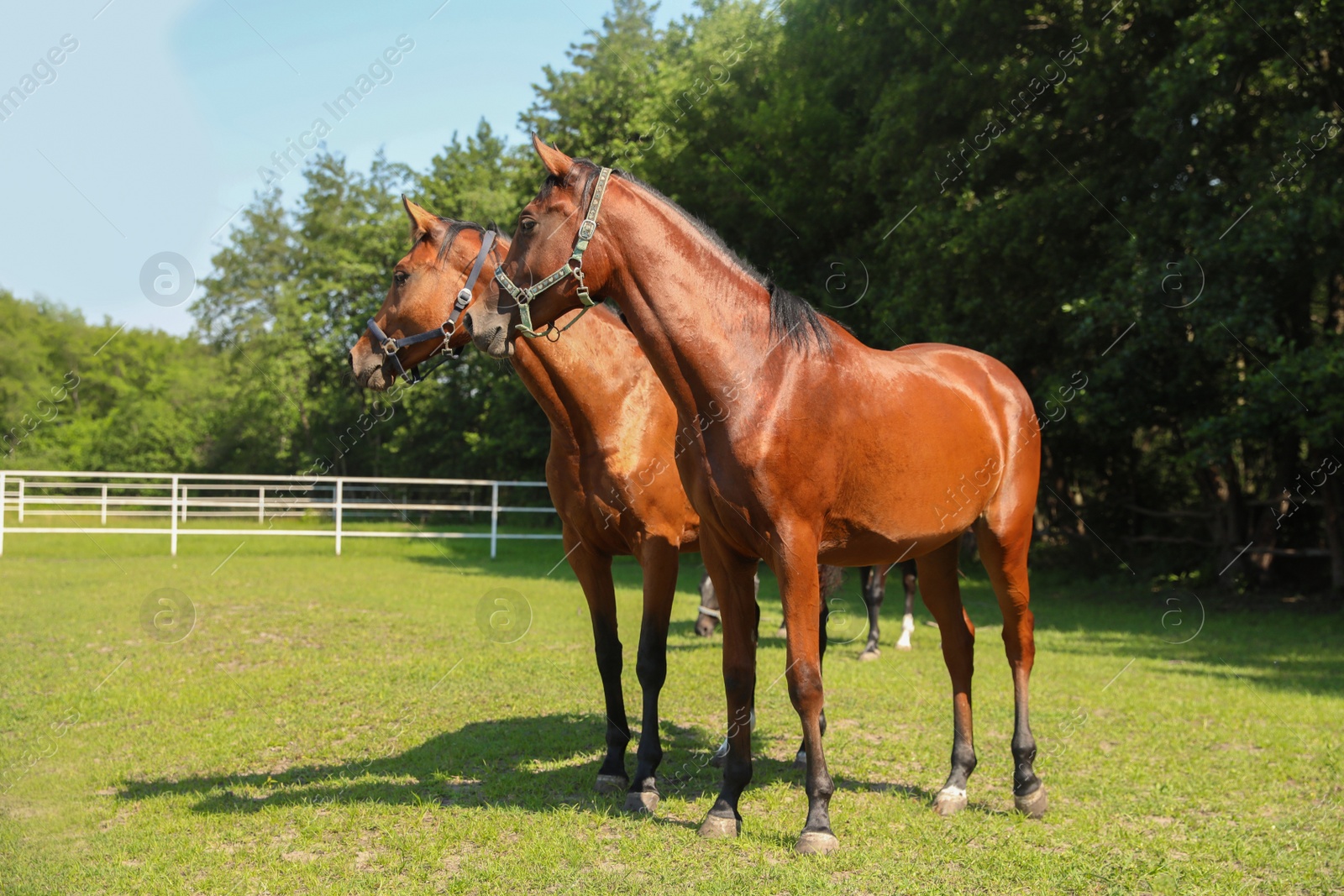 Photo of Bay horses in paddock on sunny day. Beautiful pets