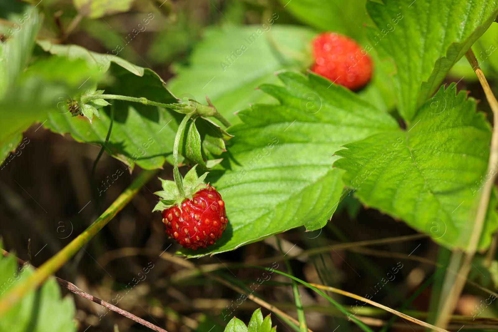 Photo of Small wild strawberries growing outdoors on summer day, closeup