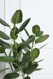 Photo of Beautiful ficus near white wall, closeup. Leafy houseplant