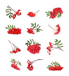 Set with ripe rowan berries on white background 