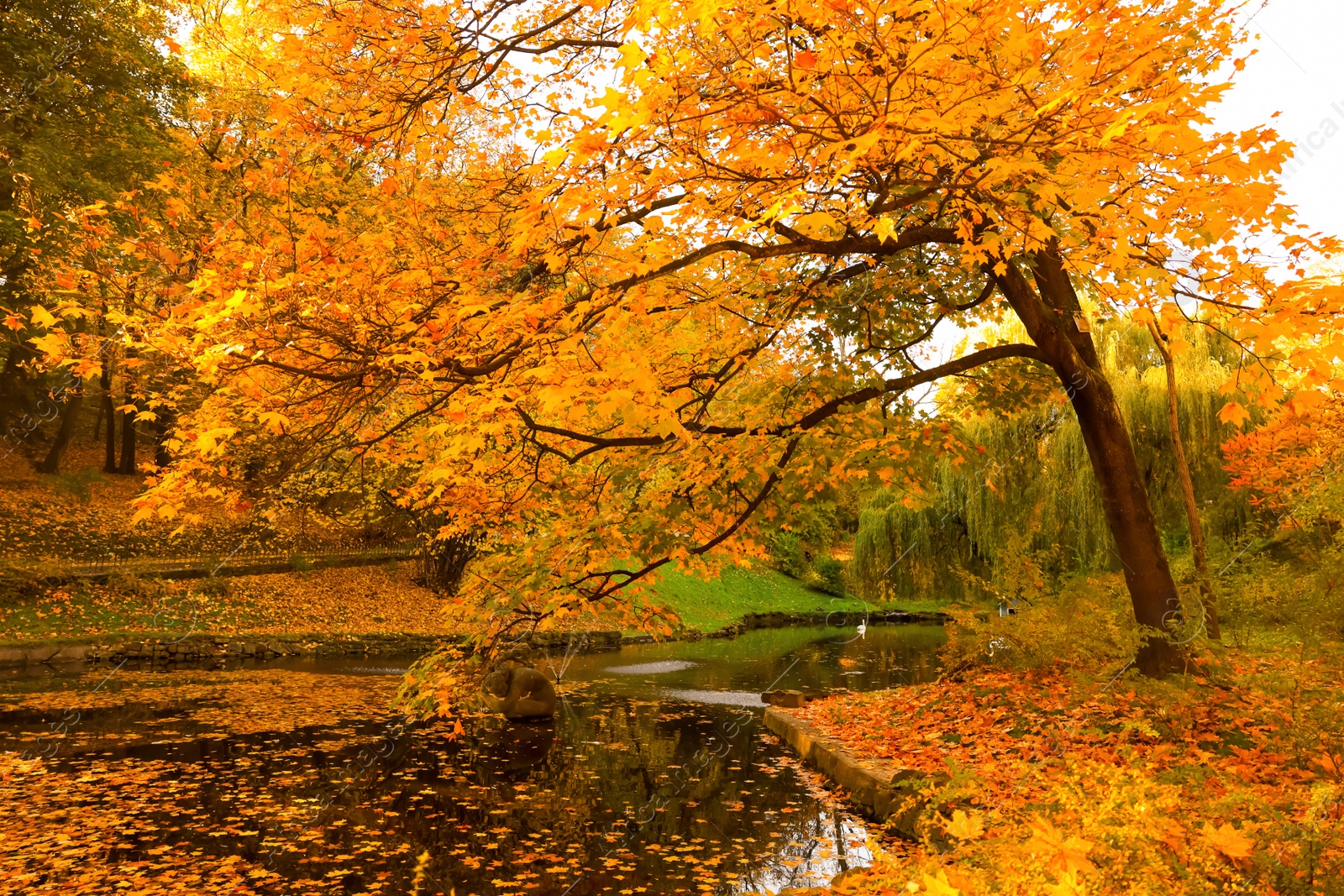 Photo of Beautiful yellowed trees and lake in park on sunny day