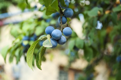 Photo of Tasty sloe berries on bush outdoors, closeup