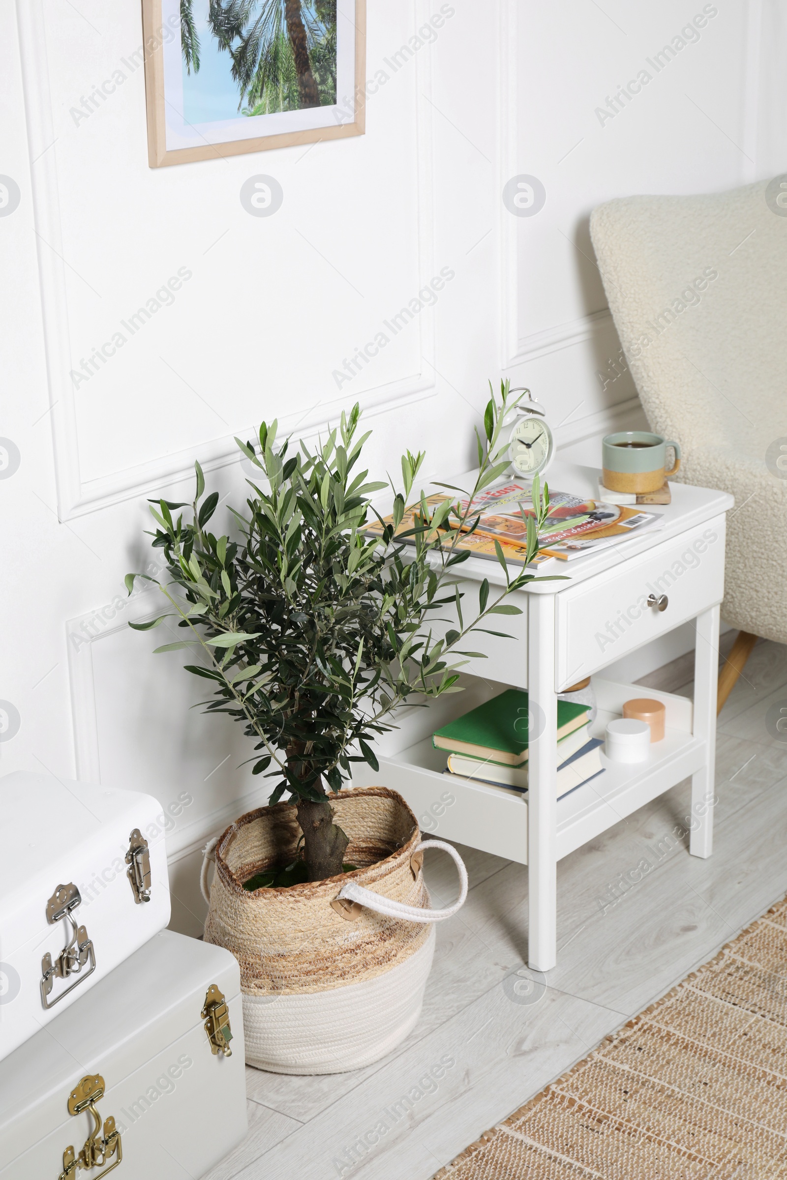 Photo of Beautiful young potted olive tree in living room. Interior element