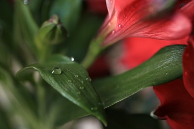 Beautiful leaves and flowers with water drops on blurred background, closeup