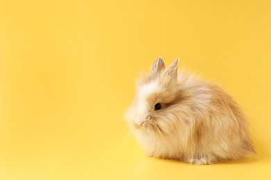 Photo of Cute little rabbit on yellow background. Space for text