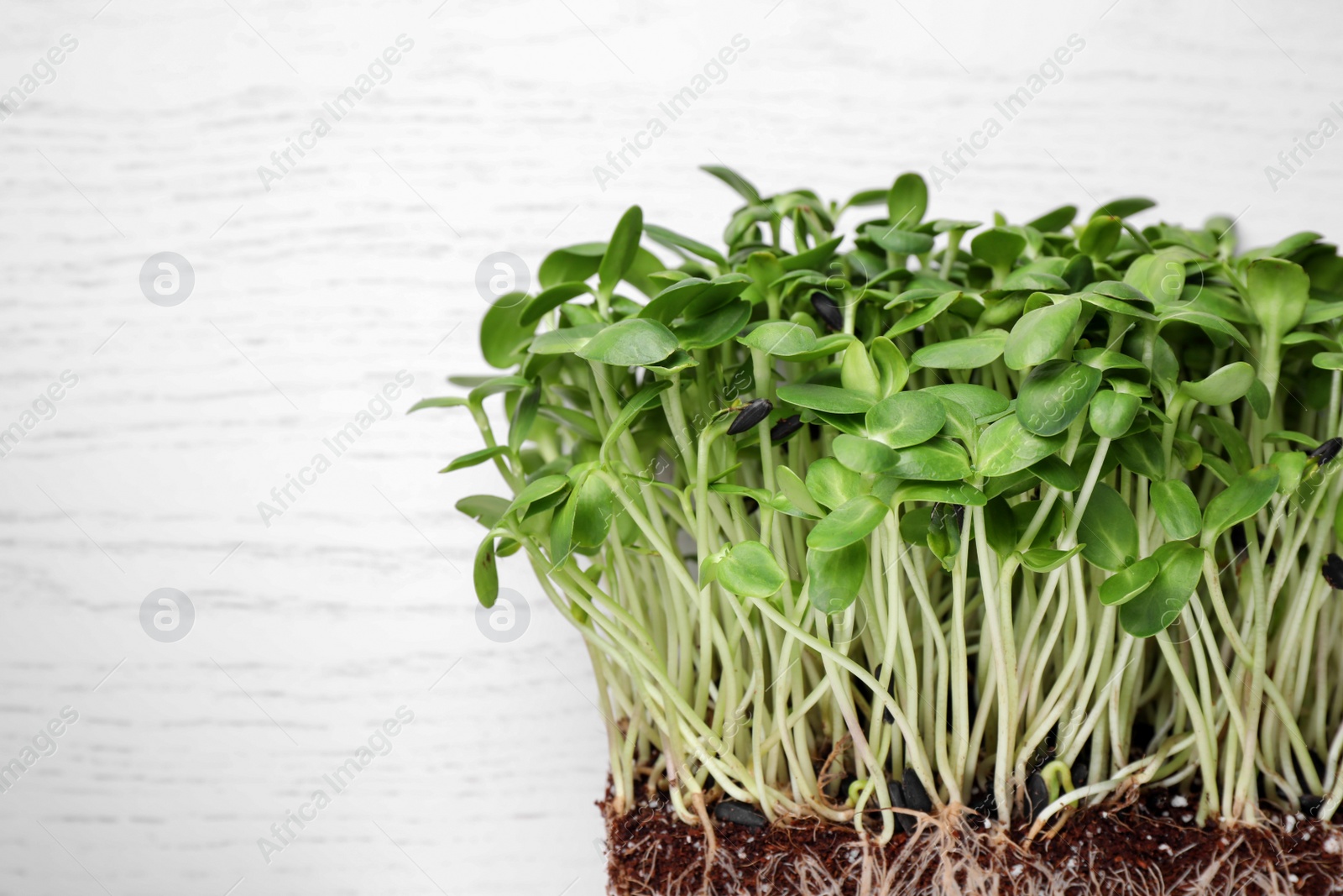 Photo of Fresh organic microgreen on white table, top view