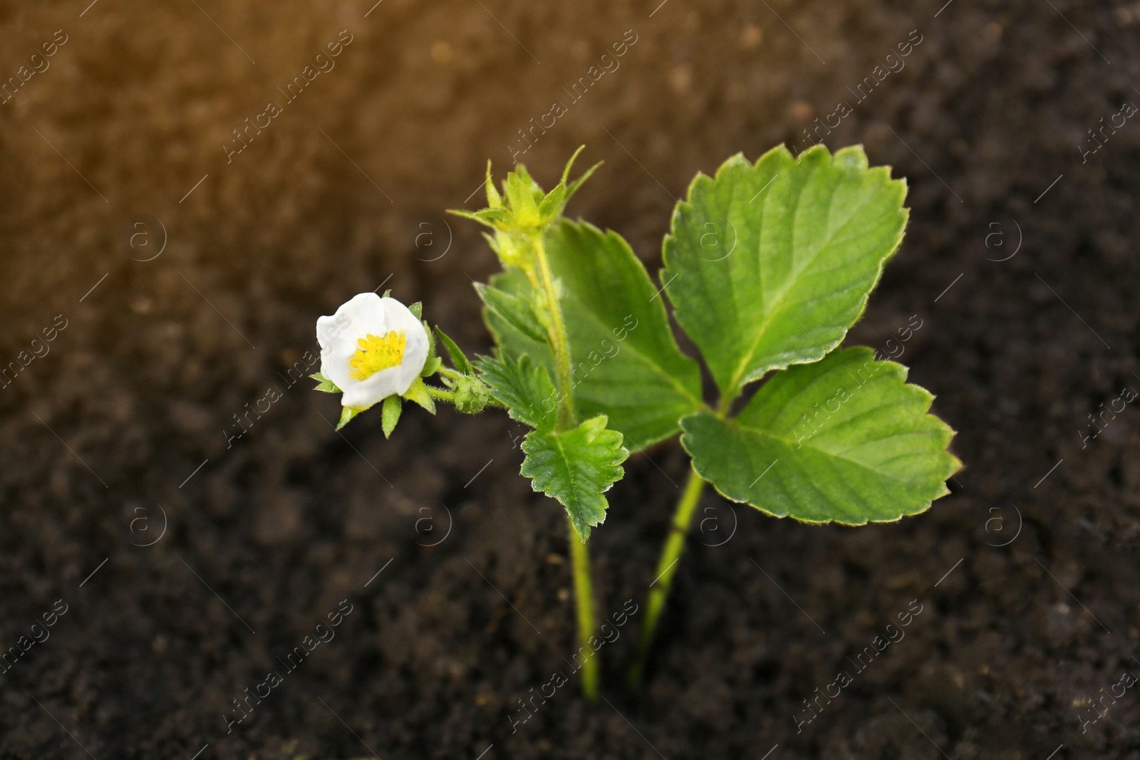 Photo of Beautiful strawberry plant with white flower growing in soil, closeup