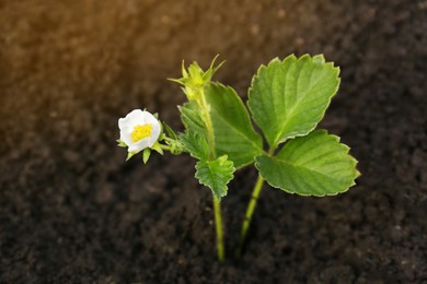 Beautiful strawberry plant with white flower growing in soil, closeup