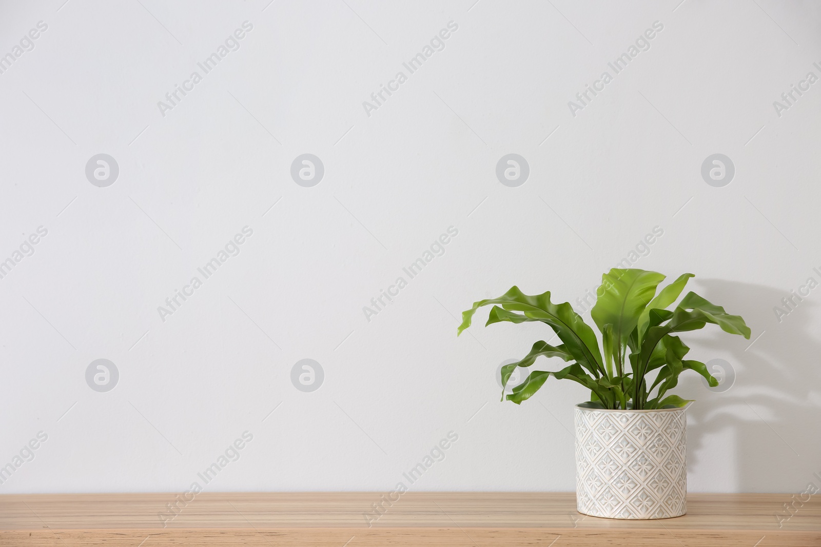 Photo of Beautiful fern in pot on wooden table, space for text