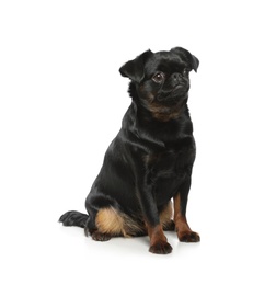 Photo of Adorable black Petit Brabancon dog sitting on white background