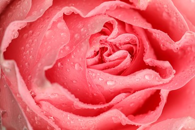 Photo of Beautiful pink rose flower with water drops as background, closeup