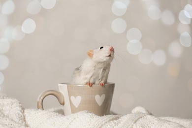 Cute little rat in cup on knitted blanket against blurred lights. Chinese New Year symbol