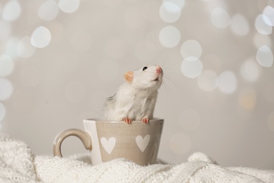 Photo of Cute little rat in cup on knitted blanket against blurred lights. Chinese New Year symbol