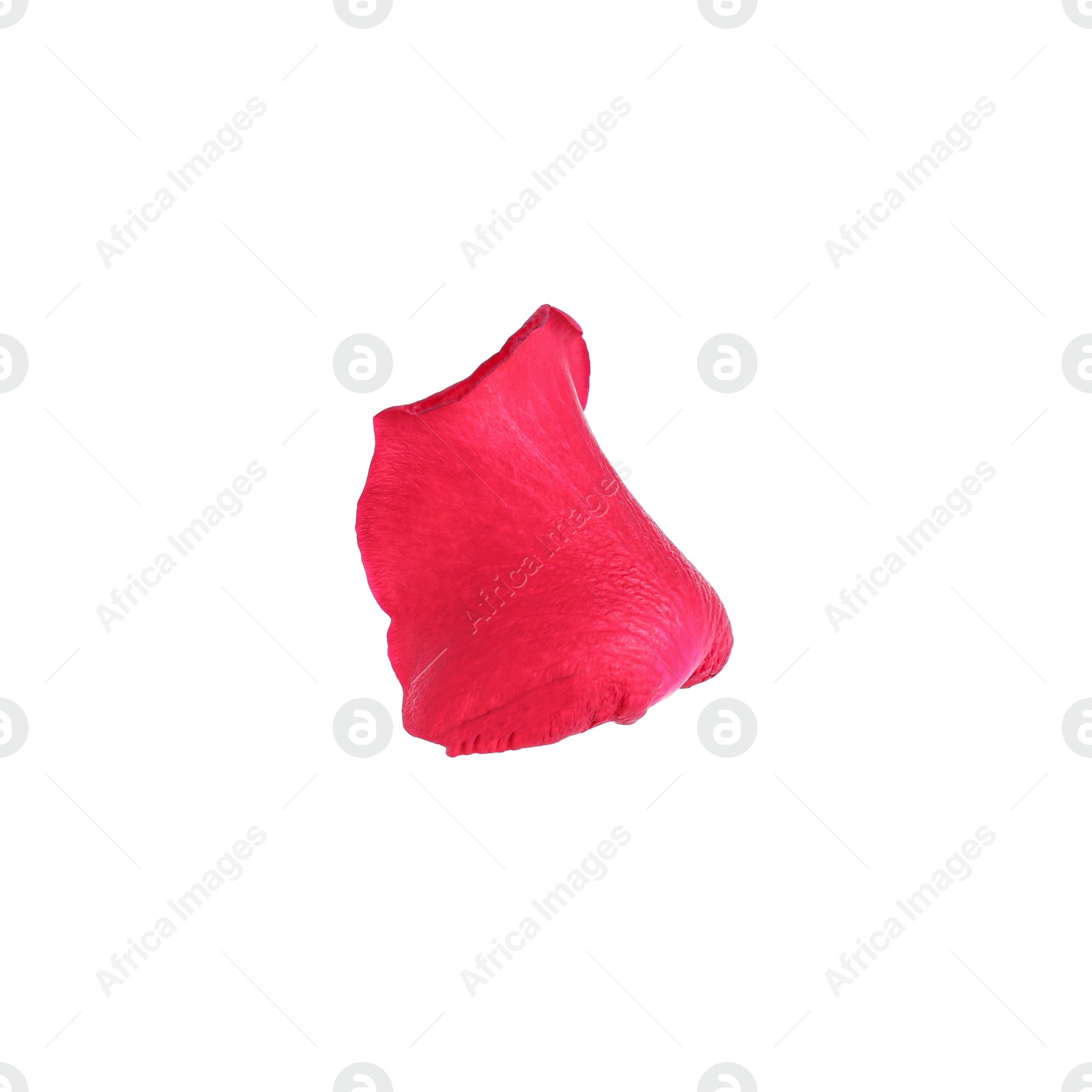 Photo of Tender red rose petal isolated on white