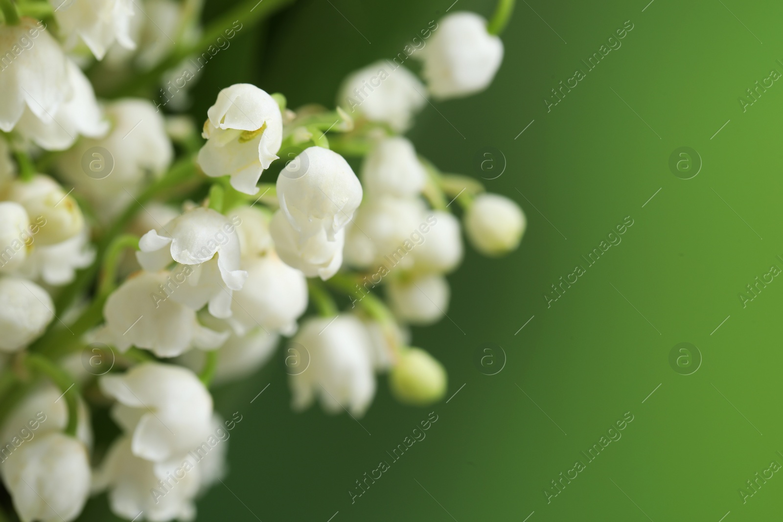 Photo of Beautiful lily of the valley flowers on blurred green background, closeup. Space for text
