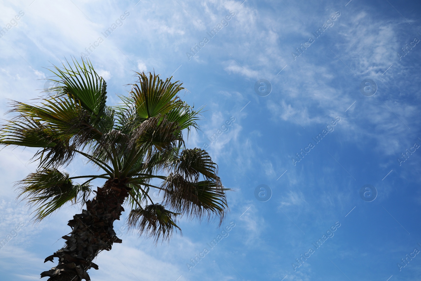 Photo of Beautiful tropical palm tree against blue sky, low angle view