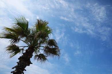 Beautiful tropical palm tree against blue sky, low angle view