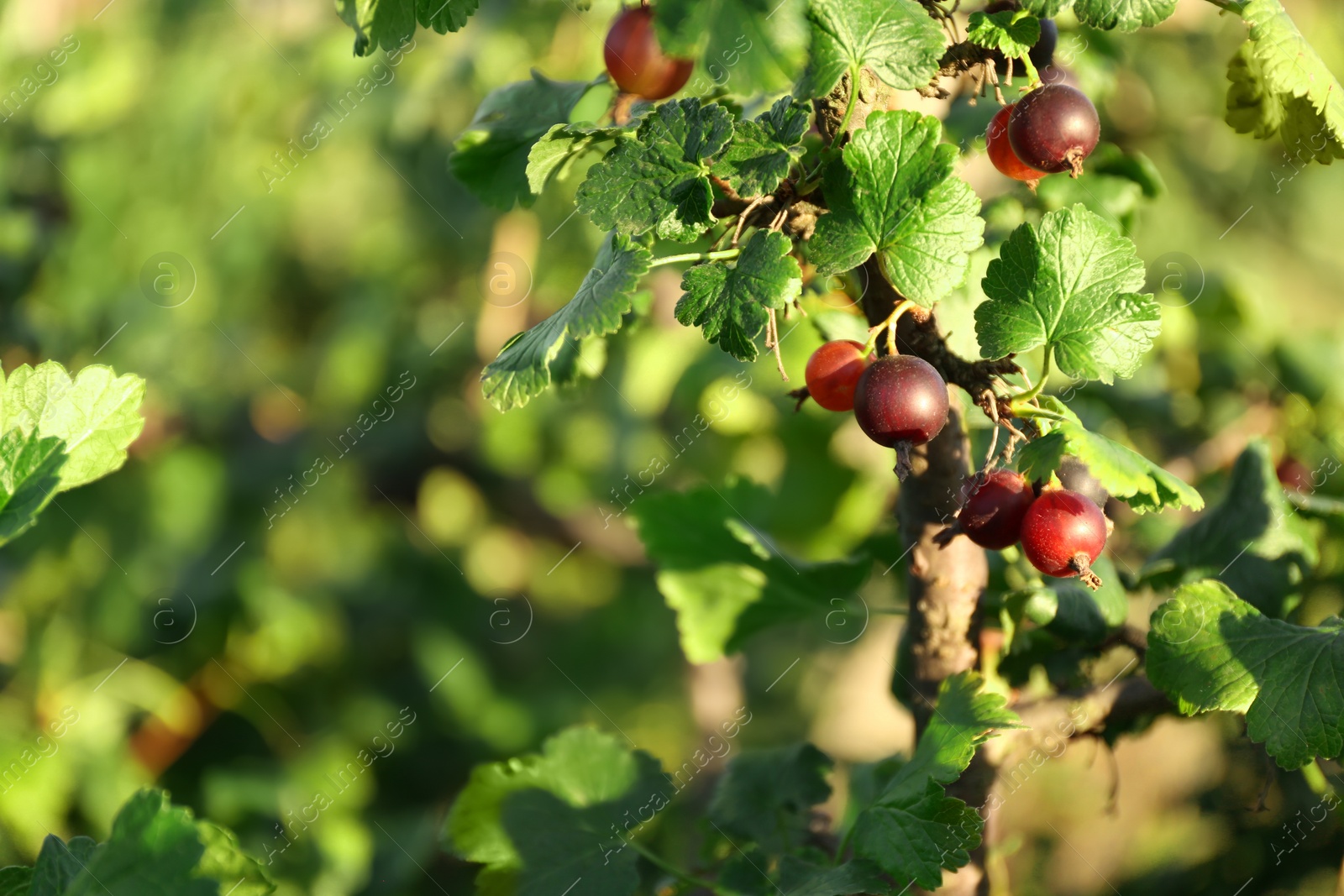 Photo of Tasty ripening gooseberries on bush outdoors, closeup