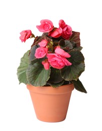 Photo of Beautiful begonia flower in pot isolated on white