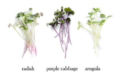 Image of Set of different fresh microgreens on white background, top view. Banner design 