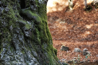 Tree trunk with green moss in autumn forest