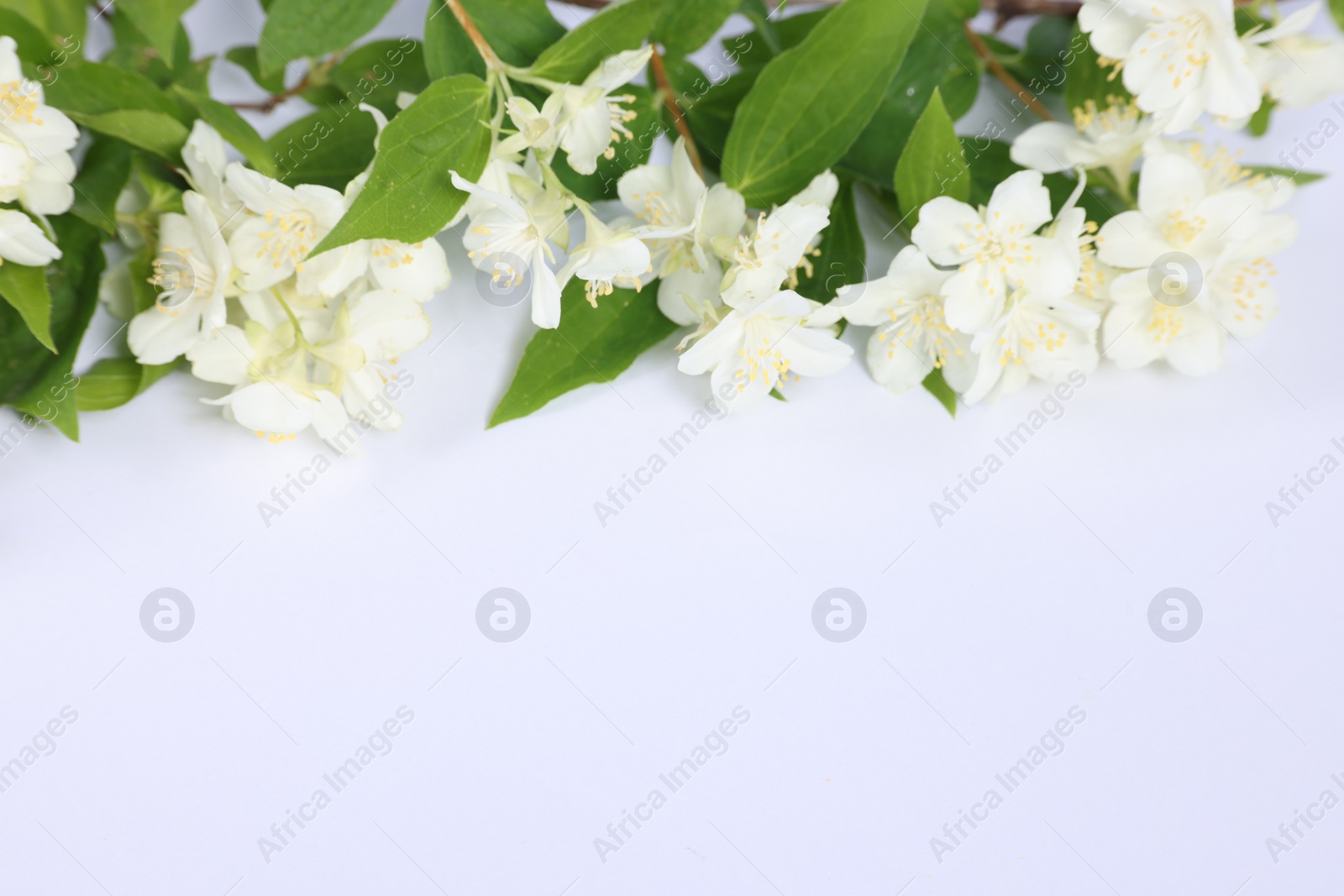 Photo of Beautiful jasmine flowers on white background, above view. Space for text