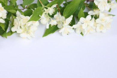 Beautiful jasmine flowers on white background, above view. Space for text