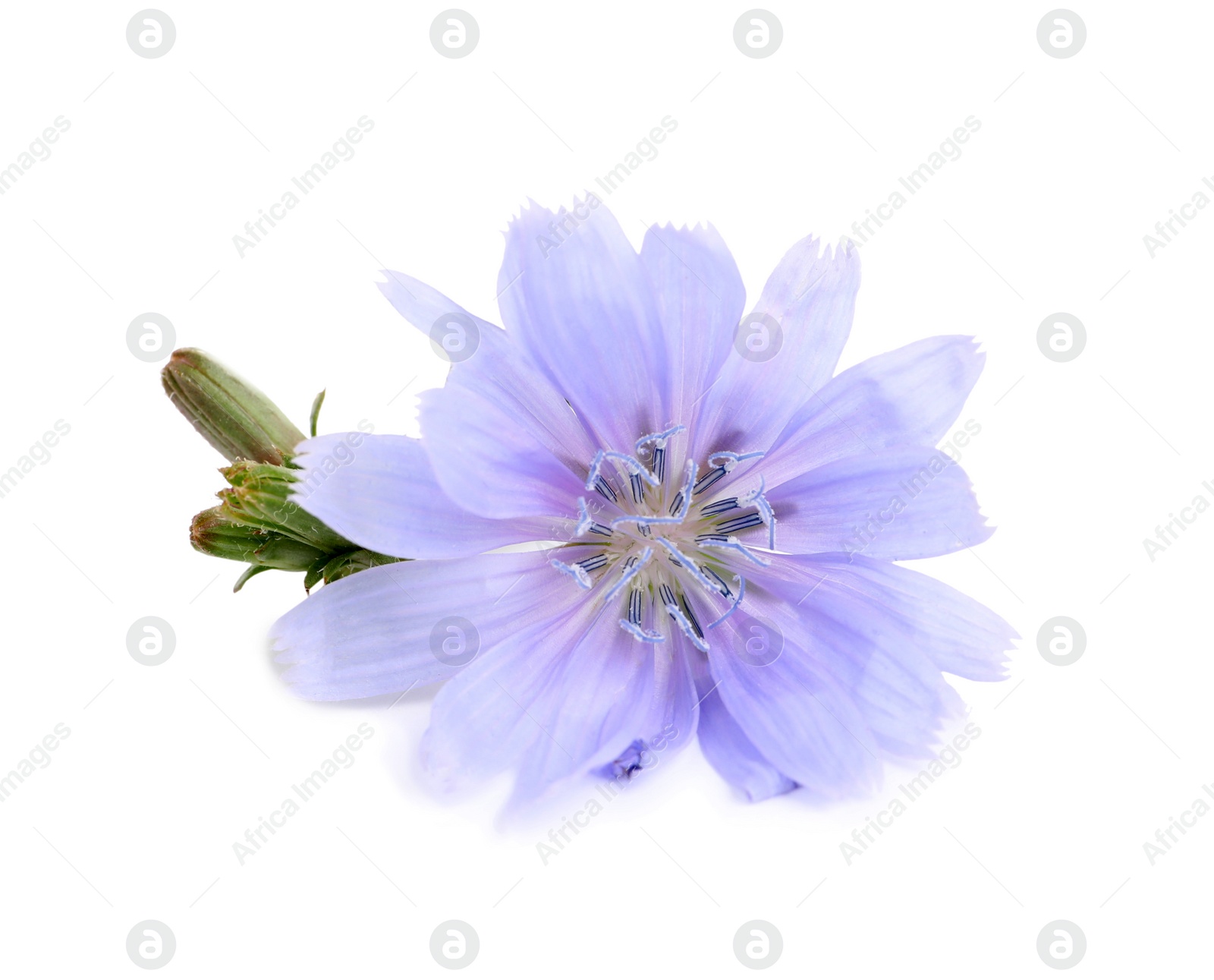 Photo of Beautiful tender chicory flower isolated on white