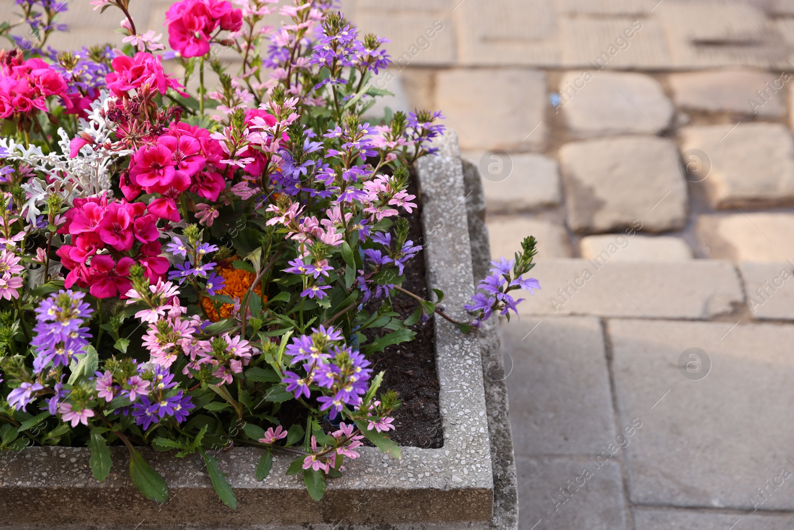 Photo of Beautiful colorful flowers in stone plant pot outdoors, space for text