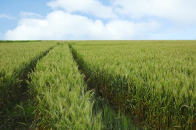 Beautiful view of field with ripening wheat