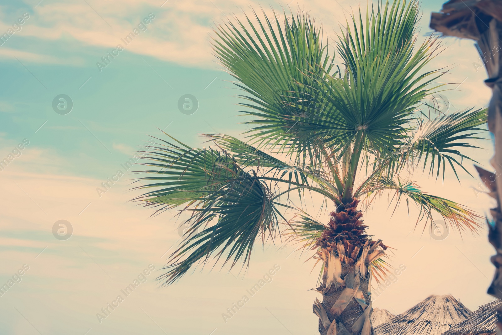 Image of Beautiful view of palm tree outdoors on sunny summer day. Stylized color toning