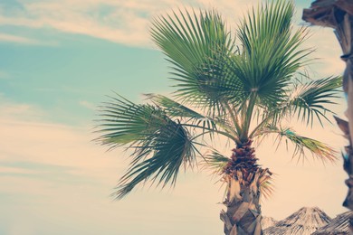 Beautiful view of palm tree outdoors on sunny summer day. Stylized color toning