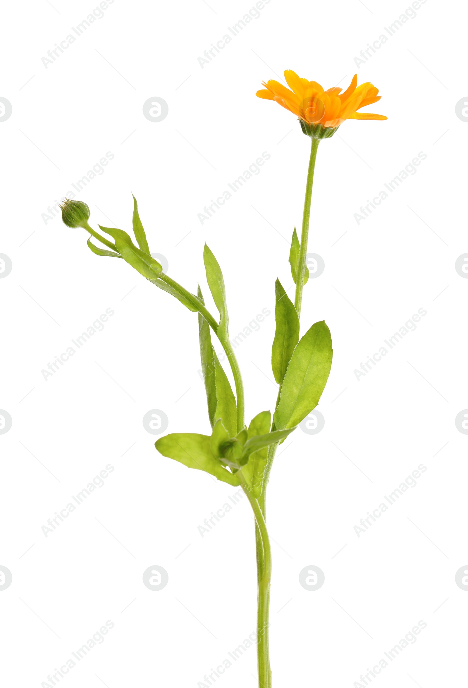 Photo of Fresh blooming calendula plant isolated on white