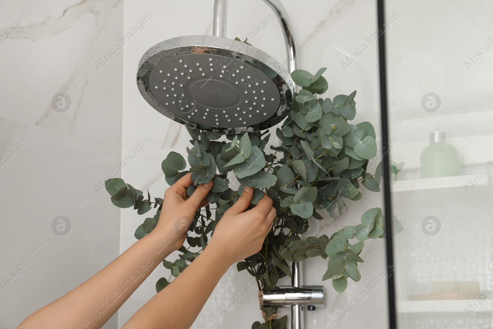 Photo of Woman hanging branches with green eucalyptus leaves on shower, closeup