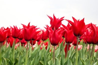 Beautiful red tulip flowers growing in field